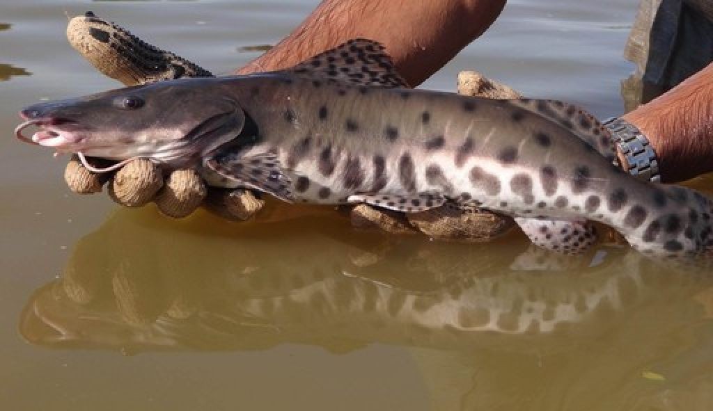 Pintado entra na lista de espécies em extinção e terá pesca proibida em todo o país