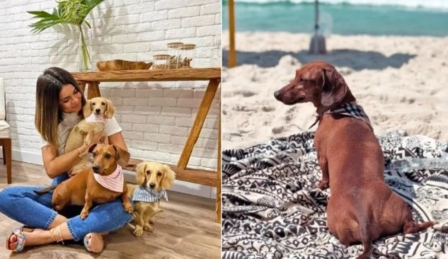 Vai levar seu pet no passeio? Saiba como manter os animais seguros em viagens de carro