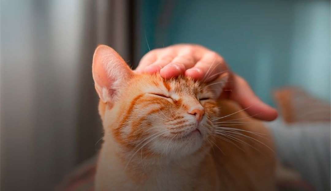 Dicas para evitar que seu pet fuja
