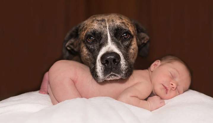 Confira dicas para acostumar os pets com bebês e crianças