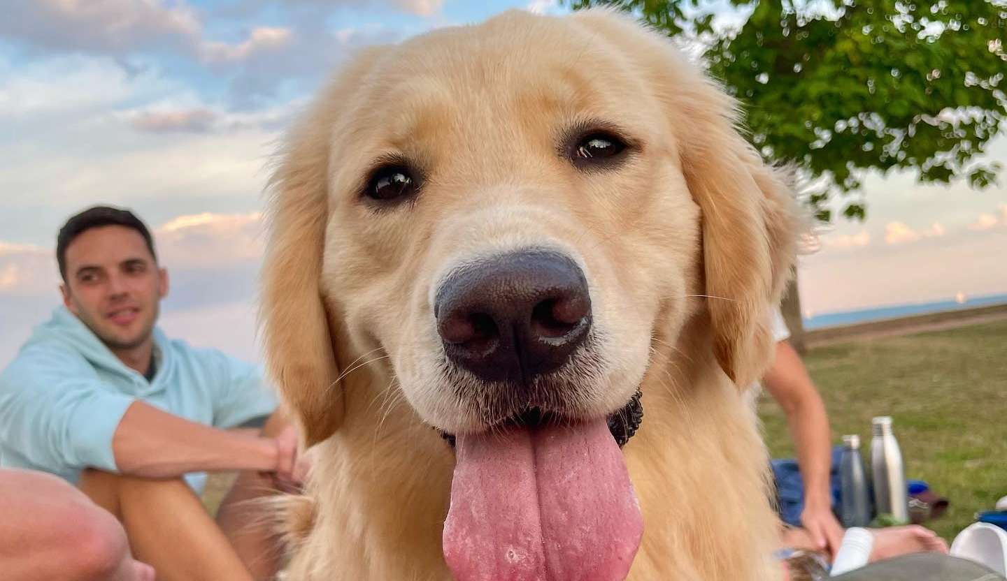 Convulsão nos pets: Saiba as causas, sintomas e possíveis sequelas
