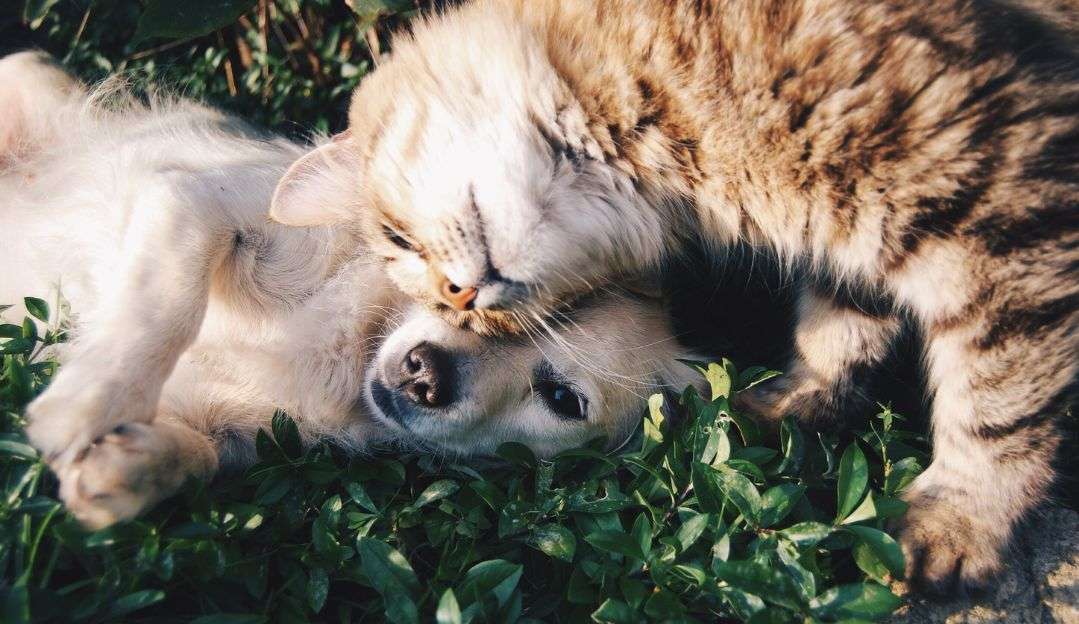 Acidentes domésticos com pets: Conheça os principais e saiba como realizar os primeiros socorros