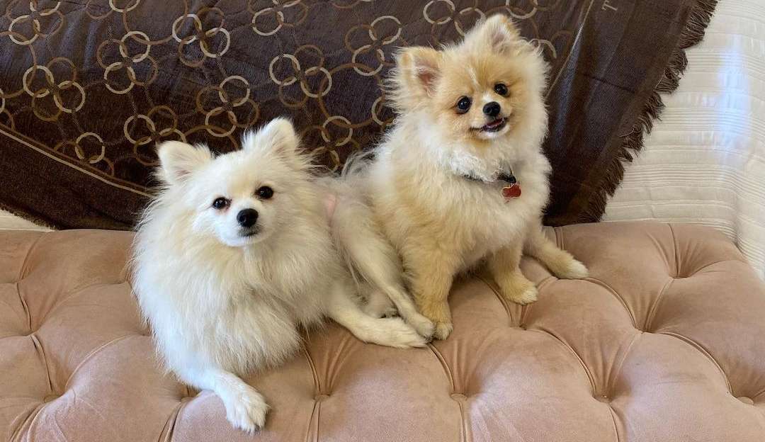 Conheça os cachorrinhos dos famosos que bombam nas redes sociais