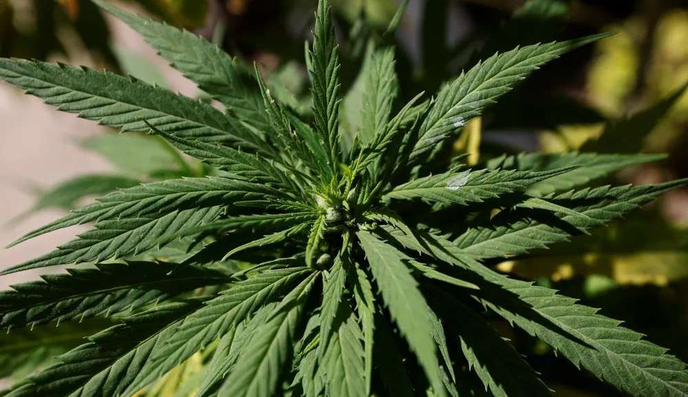Consumo de maconha nos Estados Unidos bate recordes e é mais popular entre os jovens