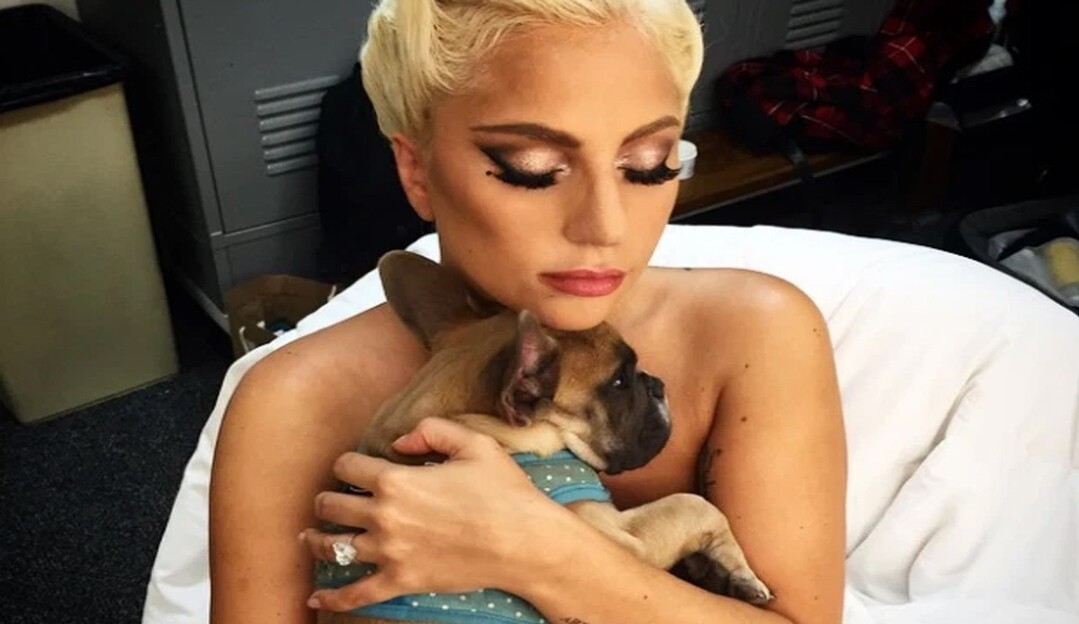 FBI investiga se roubo dos cachorros de Lady Gaga tem motivação política