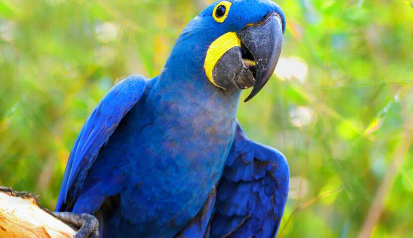 Zoológico de Volta Redonda recebe araras-azuis, inéditas no local