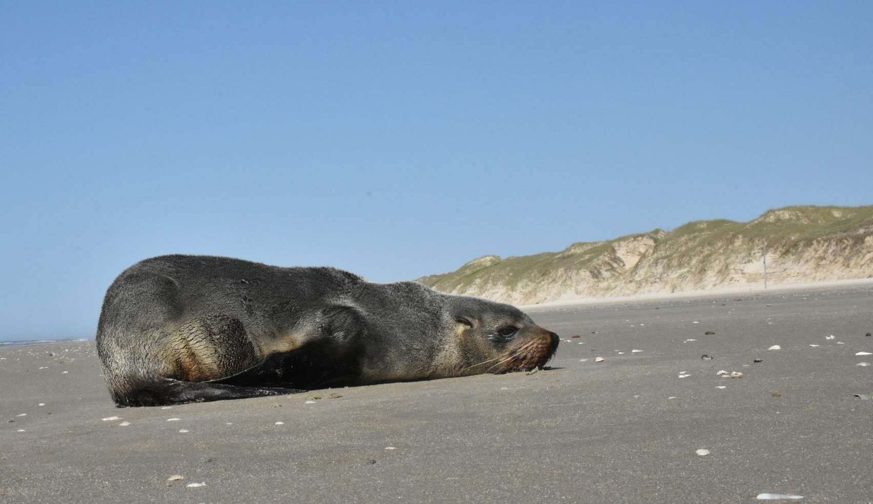 Lobo-marinho visita praia em Imbé, no Rio Grande do Sul