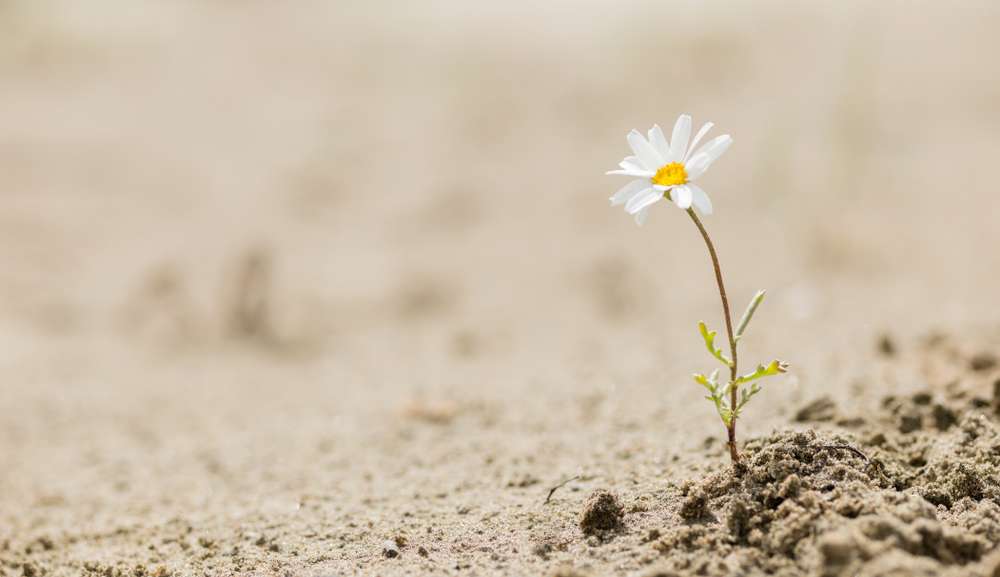 Resiliência: Uma habilidade essencial em sociedade