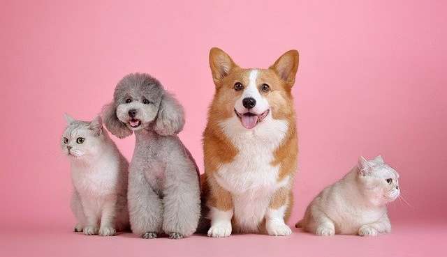 Dicas de organização para quem tem Pets