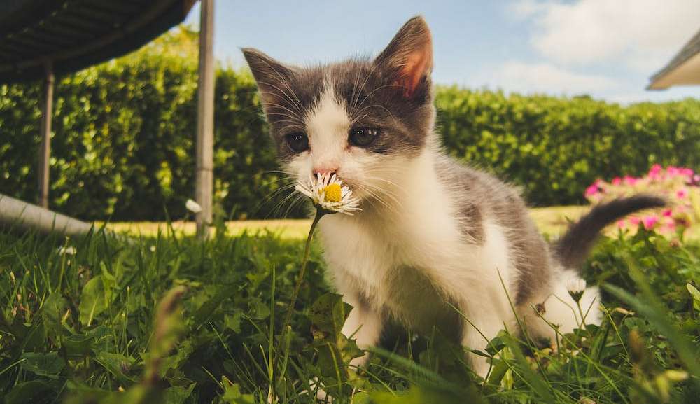 Jardins Sensoriais: Explore os seus sentidos!