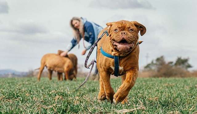Veja três dicas de como deixar seu pet mais feliz e saudável 