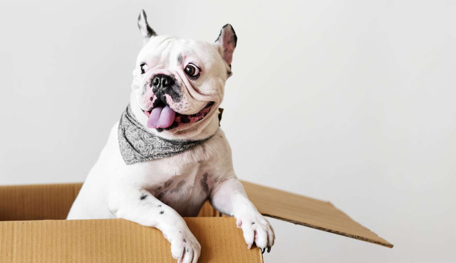 Como ajudar na adaptação de cães e gatos ao mudar de casa