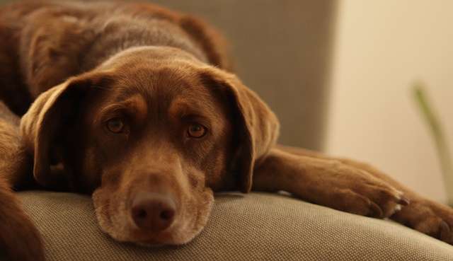Câncer de mama em animais e como evitar
