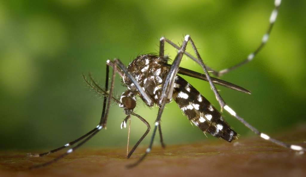 Veja por que pernilongos são mais atraídos por algumas pessoas do que por outras
