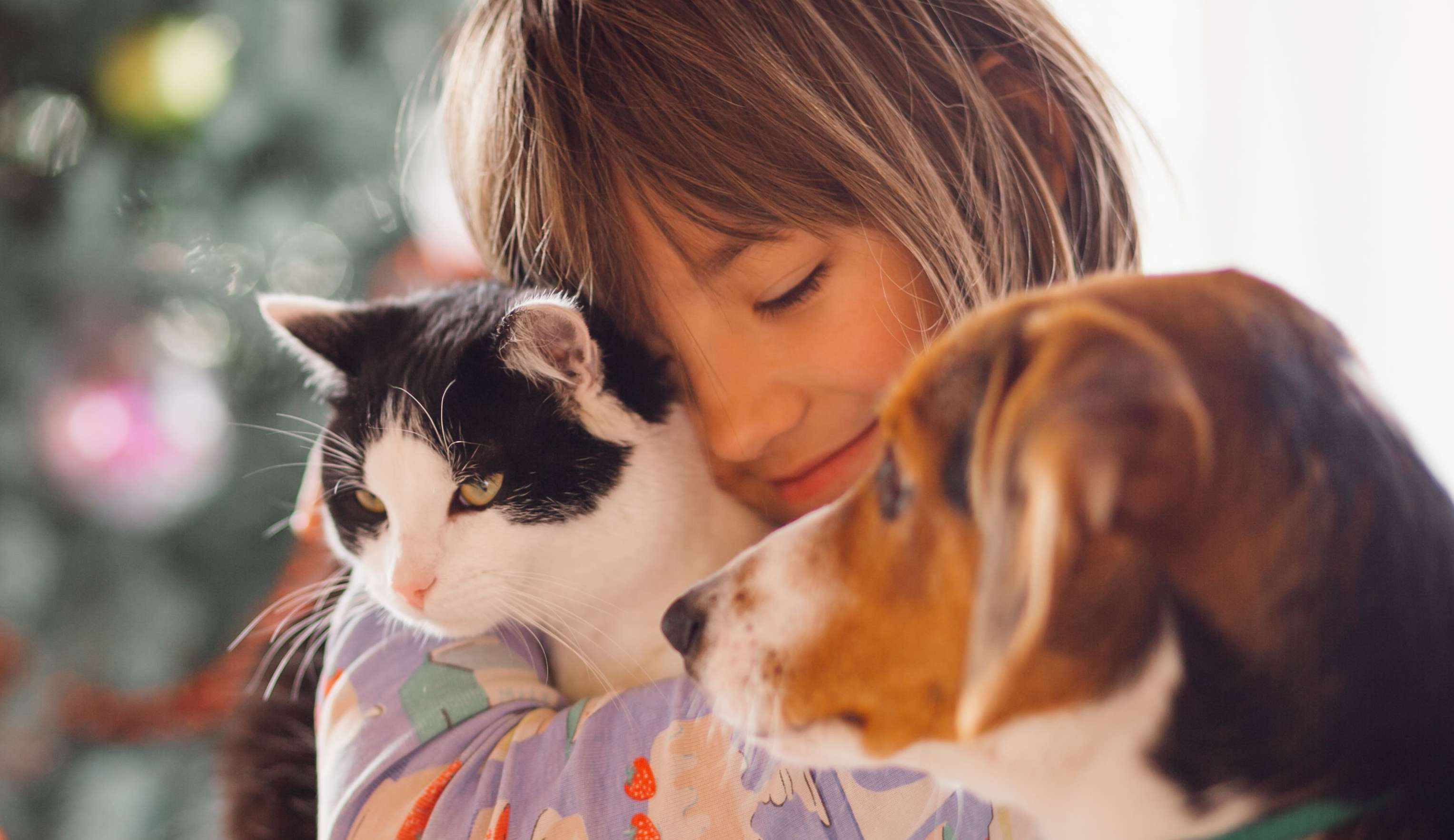 Saiba como cuidar da higiene bucal dos seus pets