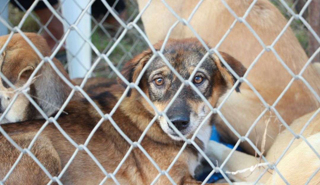 Distrito Federal terá primeira delegacia de proteção ao animal do Brasil
