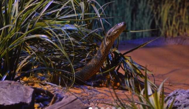 Sucuri Gaby deixa restos de pele em tanque no Bioparque