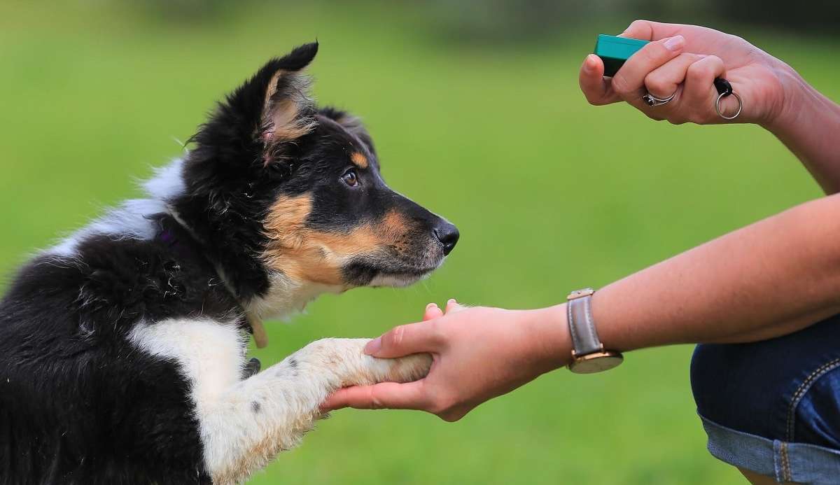 Entenda a importância do adestramento na vida dos pets
