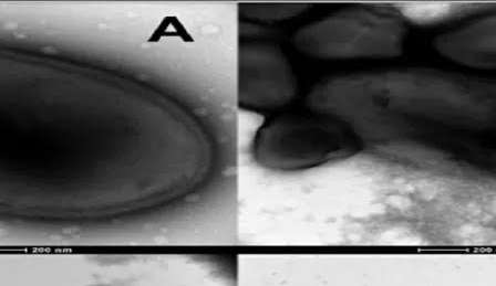 Cientistas descongelam 13 vírus congelados há mais de 48 mil anos