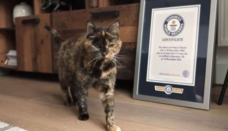 Guinness reconhece gata britânica como a mais velha do mundo