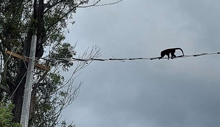 Implantação de passadores de fauna ajuda animal ameaçado em extinção