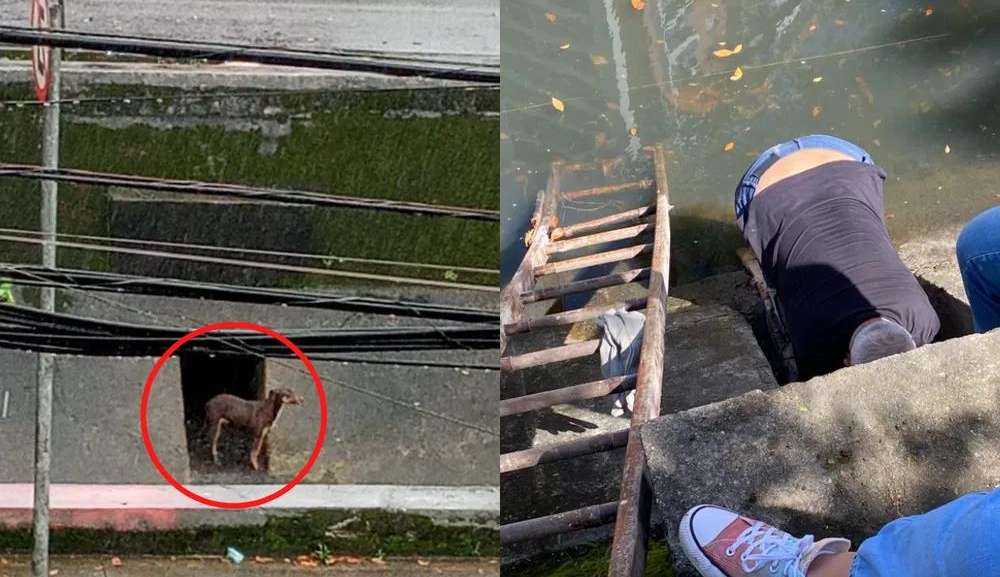 Após dias presa dentro de tubulação, cadela é resgatada