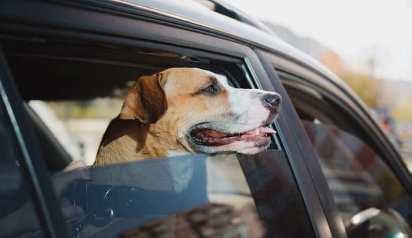 Veterinária dá dicas de como transportar seu pet em segurança