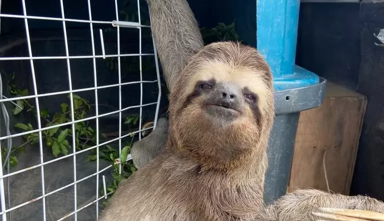 Bicho-preguiça é resgatado por Guarda Municipal em Maricá no Rio