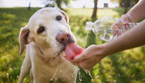 Como manter os pets hidratados com a ajuda da alimentação?