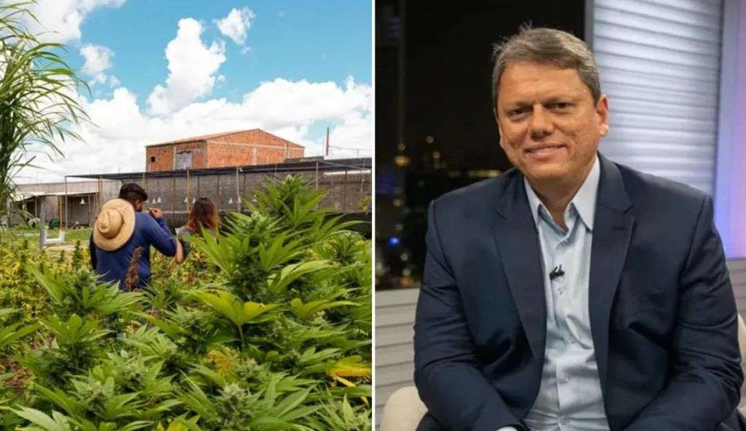 Tarcísio sanciona lei que autoriza distribuição gratuita de remédios à base de cannabis em SP