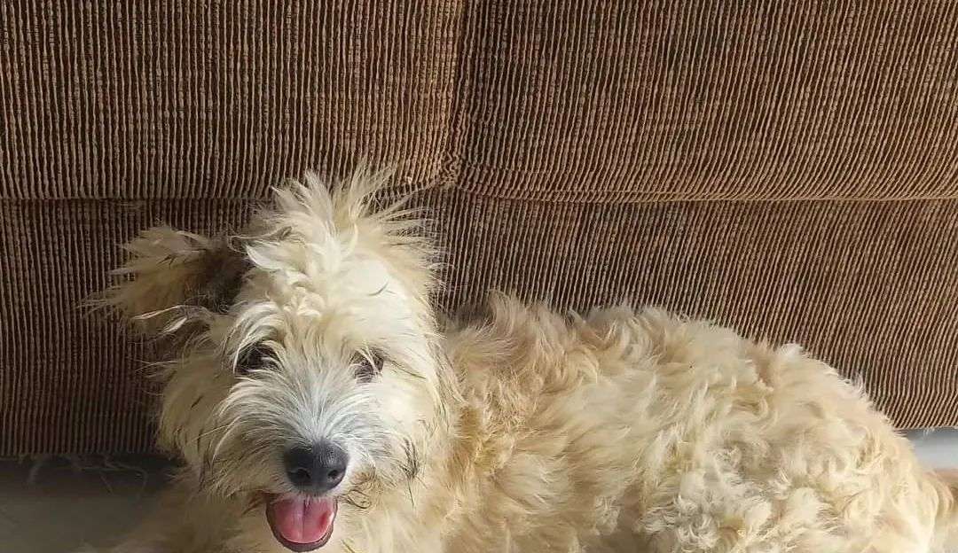 Cachorra é encontrada dentro de sofá usado em Joinville