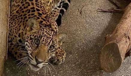Xamã macho será será devolvida a Amazônia pela primeira vez no Brasil