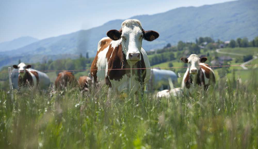 Vaca louca no Pará: expectativa é de que caso seja atípico