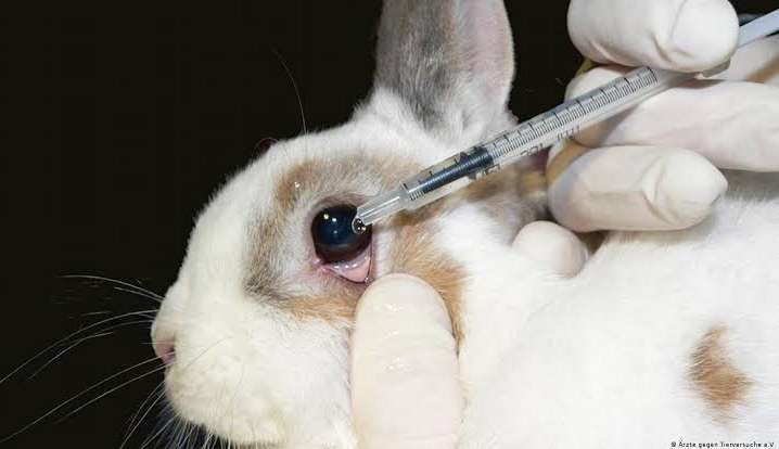 Medida proíbe o uso de animais em testes de cosméticos, produtos de beleza e higiene