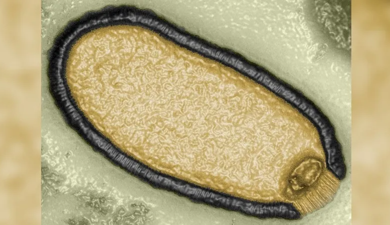Cientistas revivem “virus zumbis” e apontam para ameaças com o degelo do permafrost