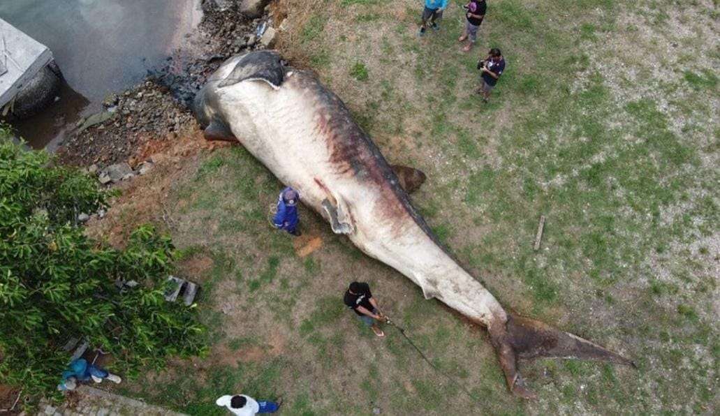 Tubarão-baleia é encontrado morto no Espirito Santo