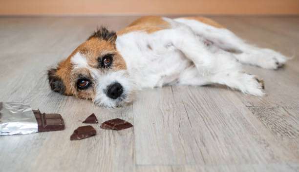 Por que não se deve dar chocolates para pets?