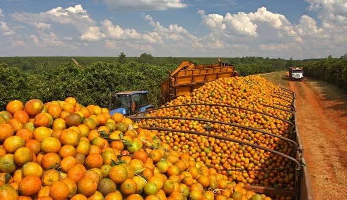 Gigantes da produção e exportação do suco de laranja viram réus