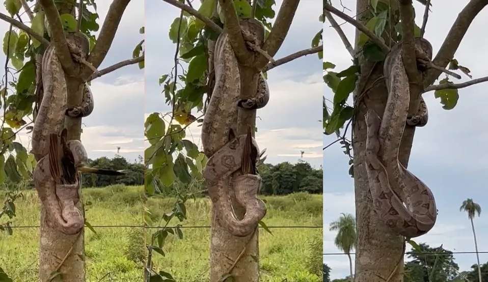 Jiboia de dois metros devora uma ave pantaneira em questão de minutos