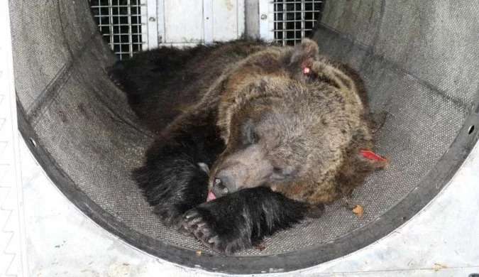 Ursa condenada a morte na Itália pode deixar três filhotes órfãos
