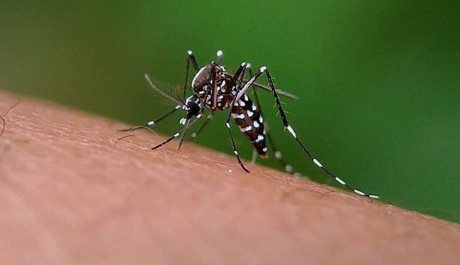 Fiocruz  alerta sobre o ressurgimento do “sorotipo 3” da dengue no Brasil