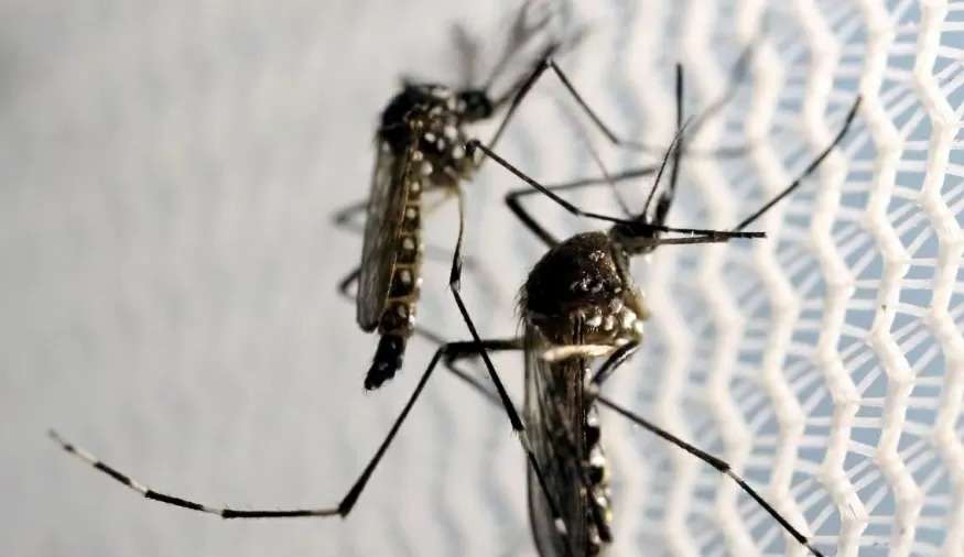 Fiocruz detecta quatro novos casos do sorotipo três da dengue e faz alerta