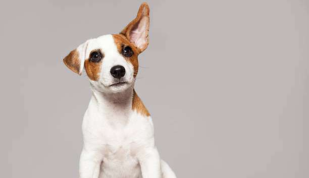 Perigos invisíveis: o que prejudica a audição do seu pet e você nem sabia