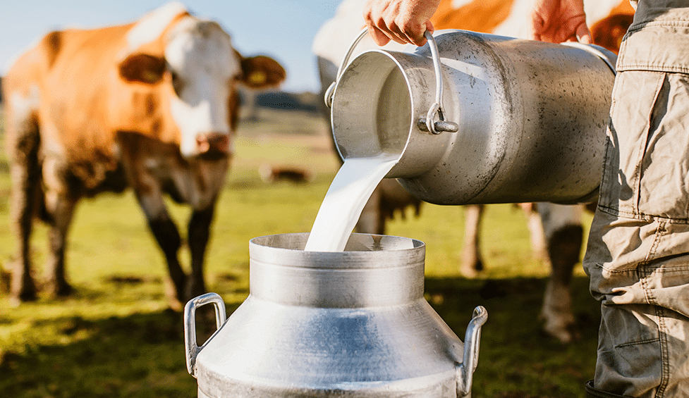 Saiba por que tomar leite direto da vaca não é recomendado