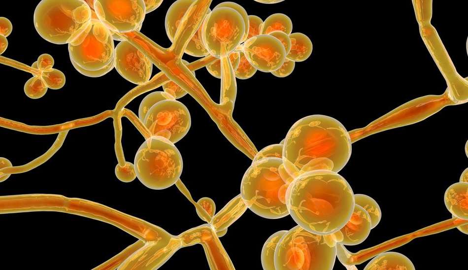 Superfungo: Candida auris, deixa duas pessoas internadas em Pernambuco