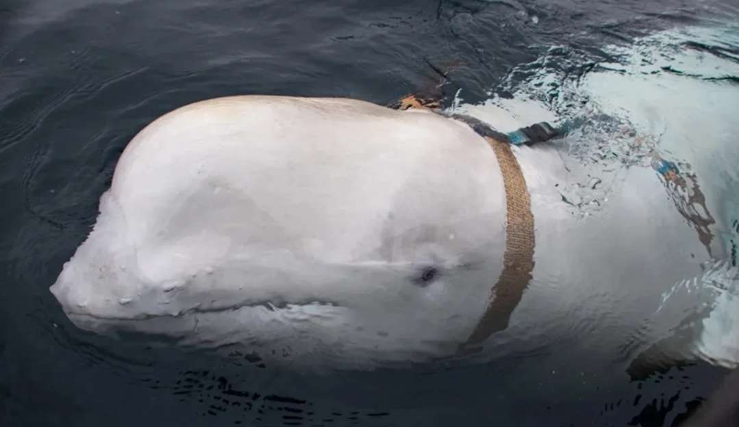 Direção de Pesca da Noruega pede para que pessoas se distanciem de baleia “espiã” russa