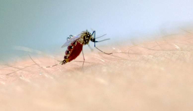 Paraná registra 5 mortes e 8,6 mil novos casos de dengue
