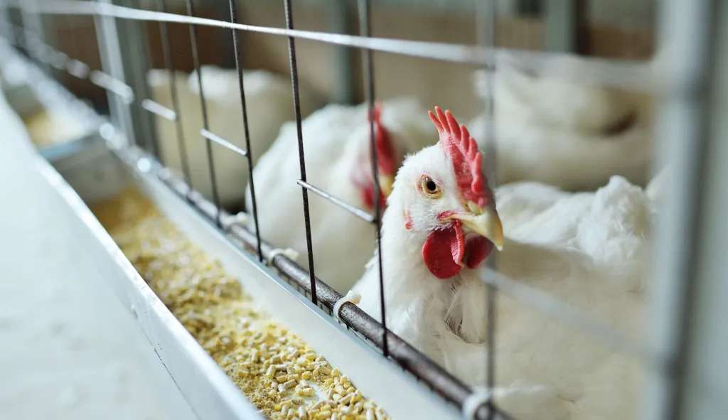 Ministério da Agricultura anuncia 5 novos focos de gripe aviária