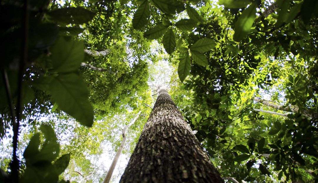 Amazonas ocupa 2º lugar no ranking de desmatamento da Amazônia em 2022