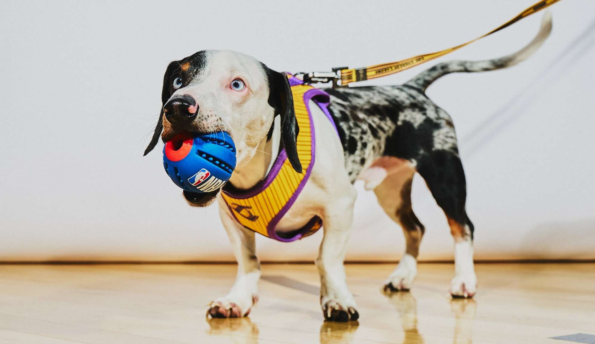 Adoção: Dicas para receber os pets em casa